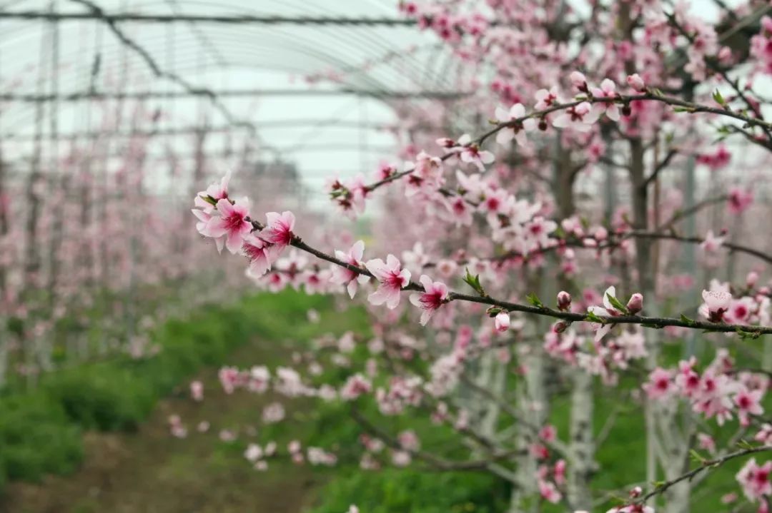 暖春花开地最新地址公布