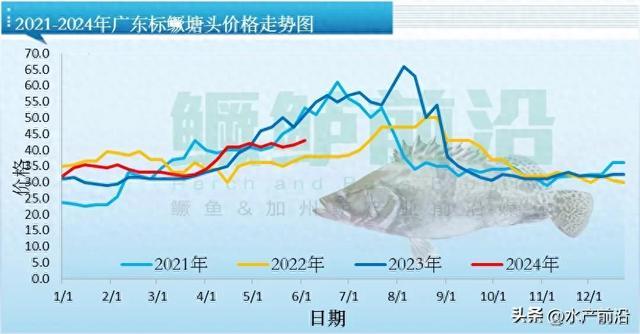 最新生鱼收购价格及其对渔业市场的影响分析