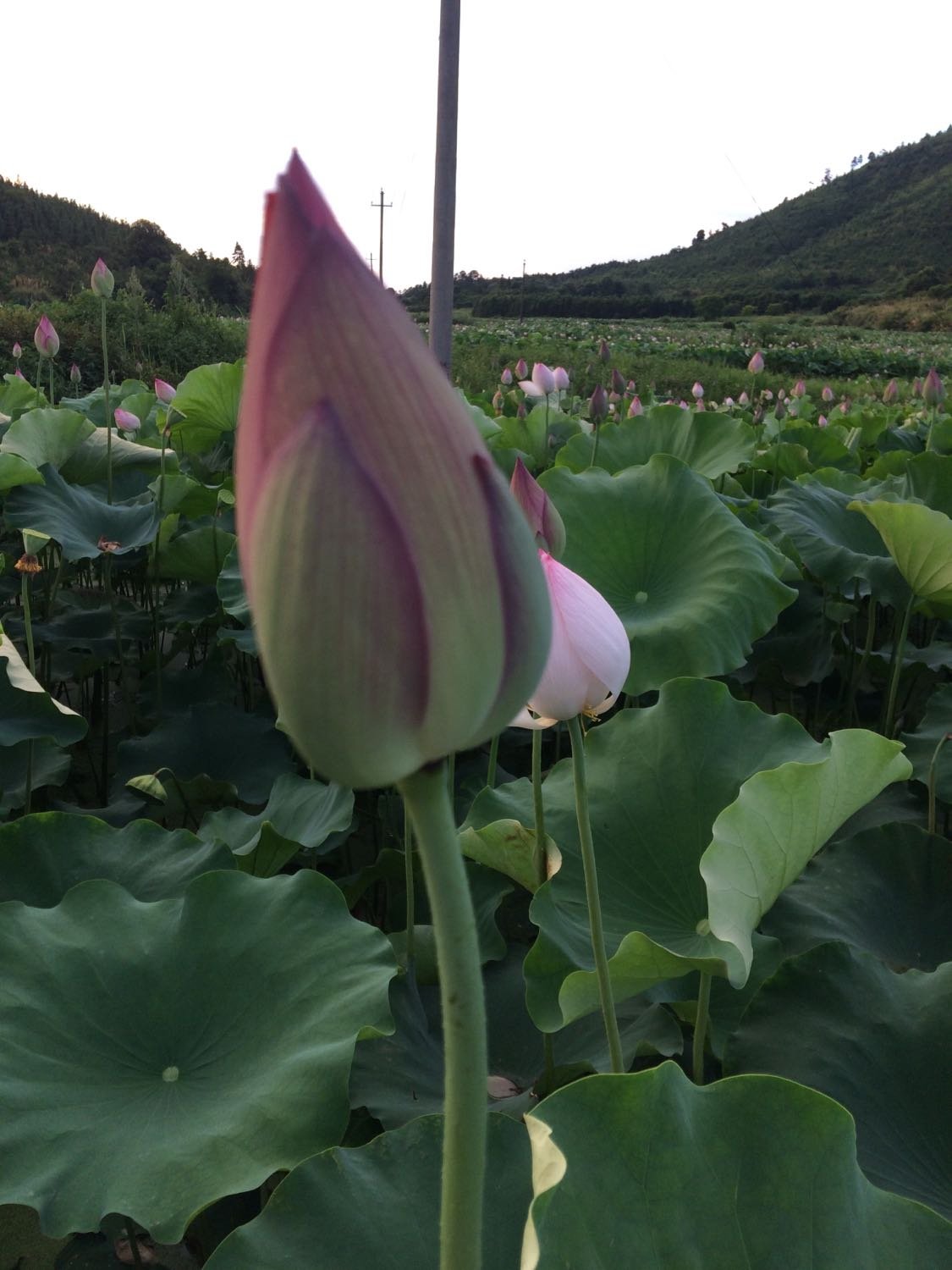 莲华镇天气预报更新通知