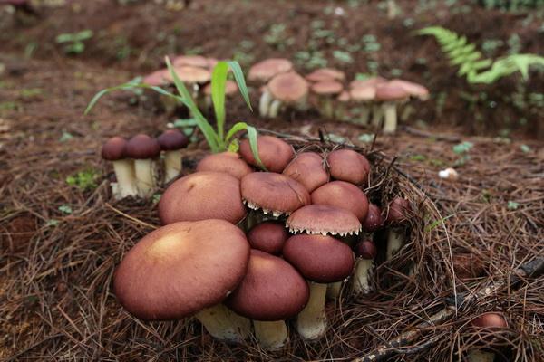 光泽县住房和城乡建设局最新项目进展动态