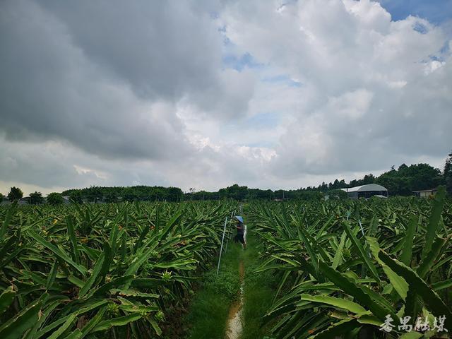 番禺区农业农村局新项目推动农业现代化，乡村振兴再添动力