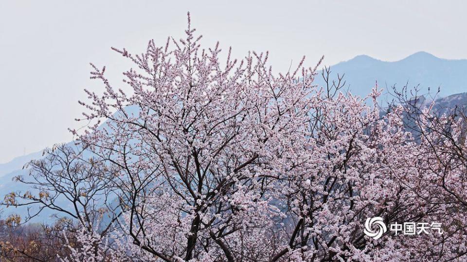 桃花盛开与天气变化的交响曲，最新天气预报播报