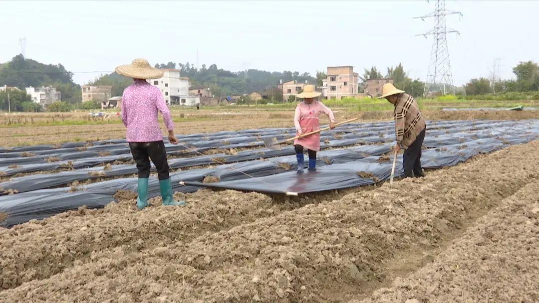 大力村委会最新项目启动，乡村振兴新篇章开启