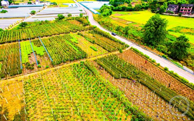 横山苗圃交通最新动态