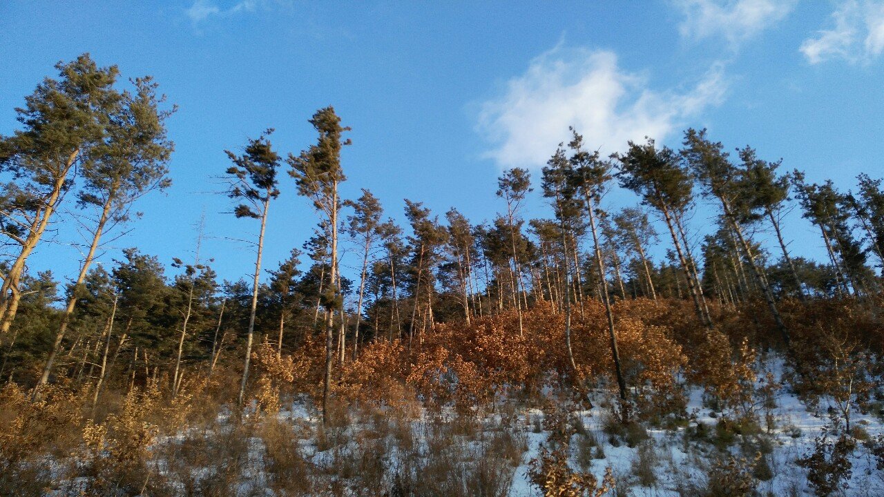 干岔子林场最新天气状况预测